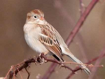 Field sparrow httpswwwallaboutbirdsorgguidePHOTOLARGEfi