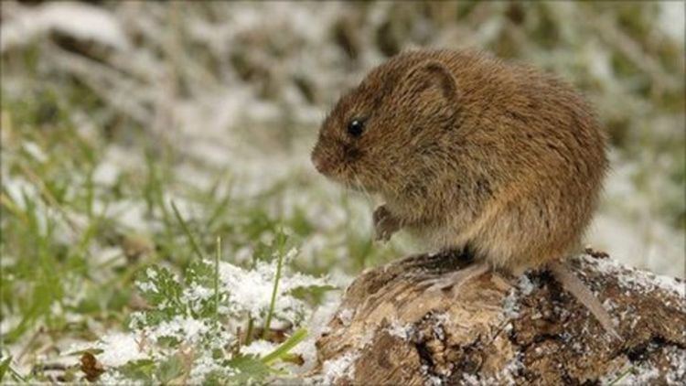 Field vole Scottish field vole plague reaches record level BBC News