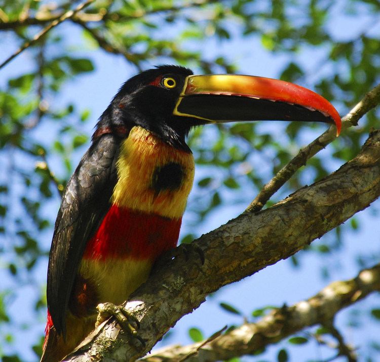 Fiery billed aracari - Alchetron, The Free Social Encyclopedia