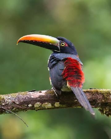 Fiery billed aracari - Alchetron, The Free Social Encyclopedia