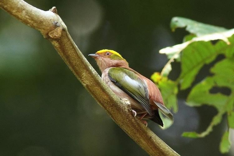 Fiery-capped manakin Fierycapped Manakin Machaeropterus pyrocephalus videos photos