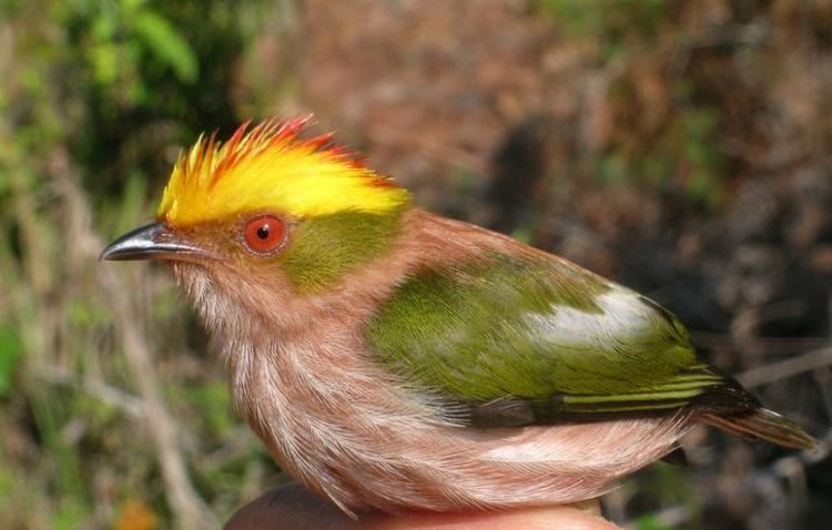 Fiery-capped manakin Fierycapped Manakin Machaeropterus pyrocephalus videos photos