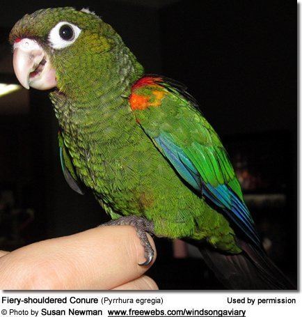 Fiery-shouldered parakeet Fieryshouldered Conure or Demerara Conure Pyrrhura egregia