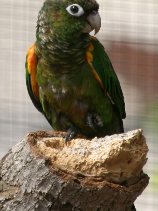 Fiery-shouldered parakeet Fieryshouldered Conure World Parrot Trust