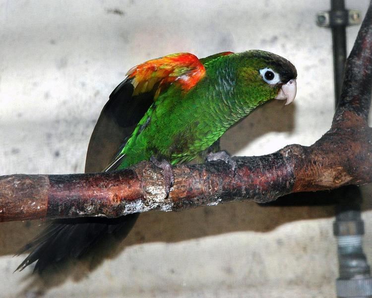Fiery-shouldered parakeet 1000 images about Pyrrhura egregia on Pinterest Parakeet Parrots