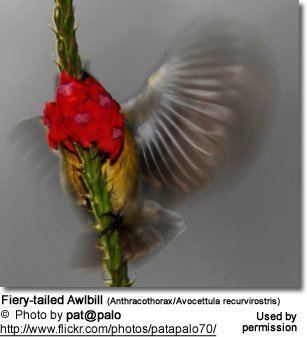 Fiery-tailed awlbill Fierytailed Awlbills Avocettula recurvirostris