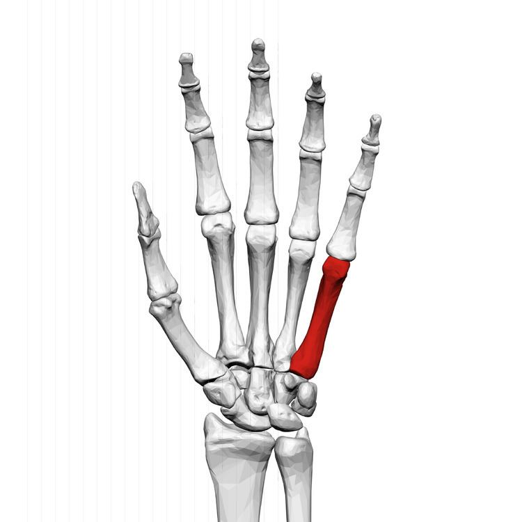 Fifth metacarpal bone