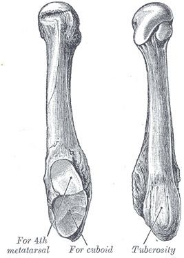 Fifth metatarsal bone