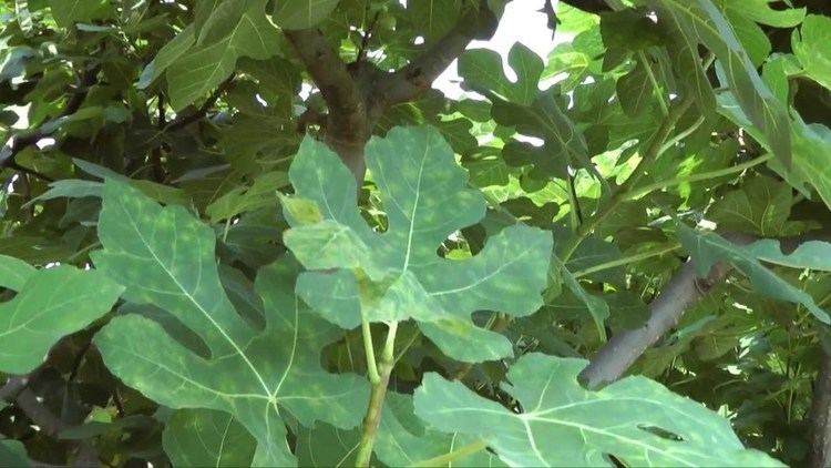 Fig mosaic virus Fig Mosaic Virus YouTube