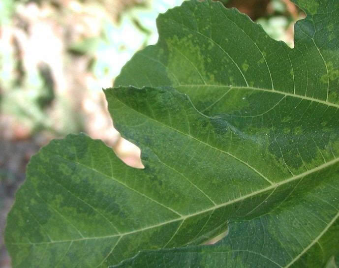 Fig mosaic virus Fig mosaic virus