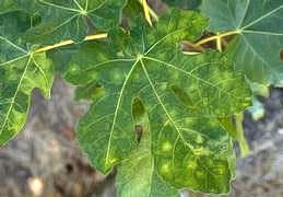 Fig mosaic virus Fig Tree Mosaic Virus