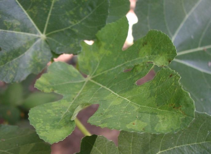 Fig mosaic virus Fig mosaic virus