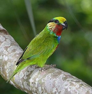 Fig parrot httpsuploadwikimediaorgwikipediacommonsthu