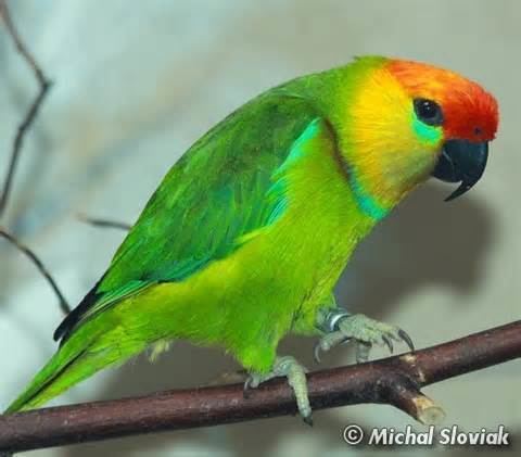 Fig parrot More on Psittaculirostris desmarestii Flameheaded Fig Parrot