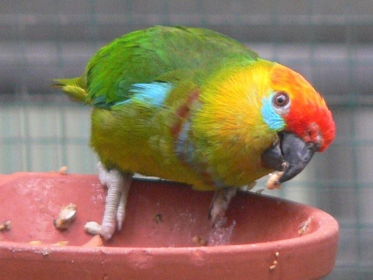 Fig parrot Large fig parrot Wikipedia