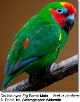 Fig parrot Fig Parrots Micropsitta