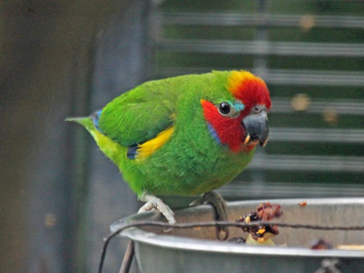 Fig parrot FileDoubleeyed Fig Parrot RWD2jpg Wikimedia Commons