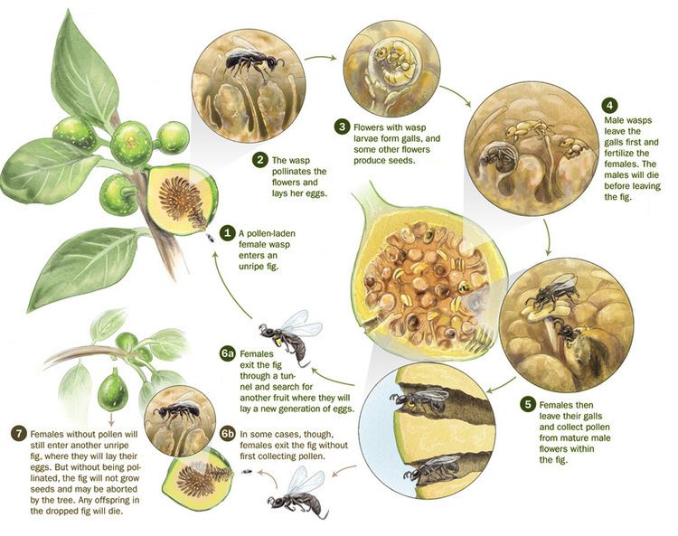 Fig wasp The Secret Life Of Figs Or How We Eat Wasps PRETEND Be curious