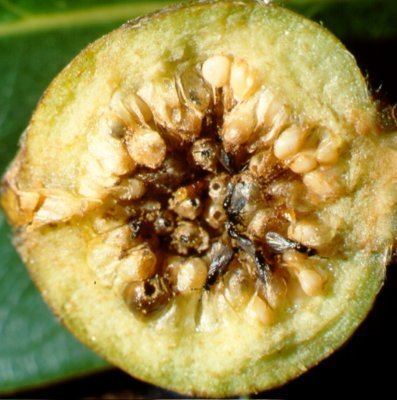 Fig wasp Howdofigwaspspollinatefigtrees