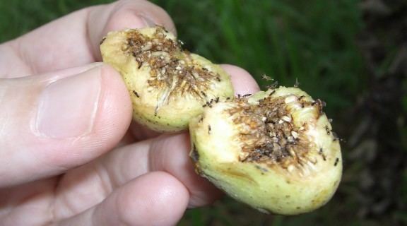 Fig wasp Mapping the fig wasp across three continents Biodiversity Science