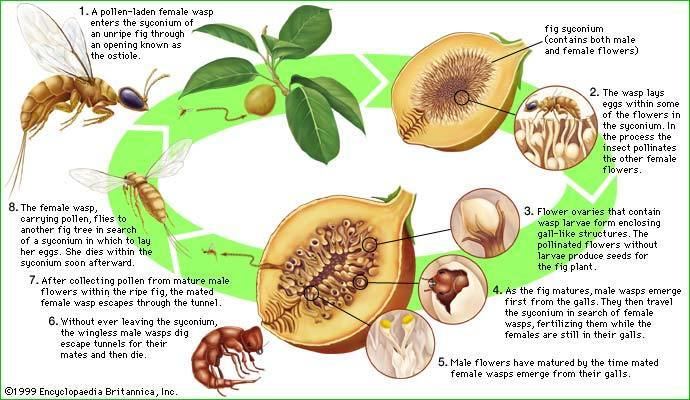 Fig wasp fig wasp insect Britannicacom