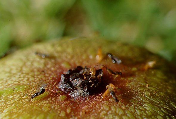 Fig wasp Whopollinatesfigtrees