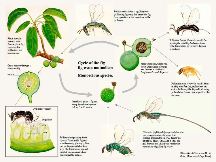 Fig wasp Fig Wasps