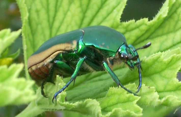 Figeater beetle Figeater beetle Wikipedia