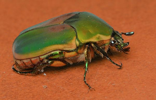Figeater beetle Green Figeater Beetle