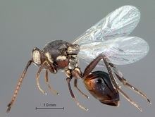 Figitidae wwwwaspweborgCynipoideaFigitidaeAspicerinaeA