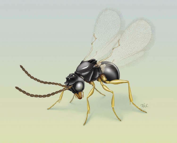 Figitidae Eucoilinae