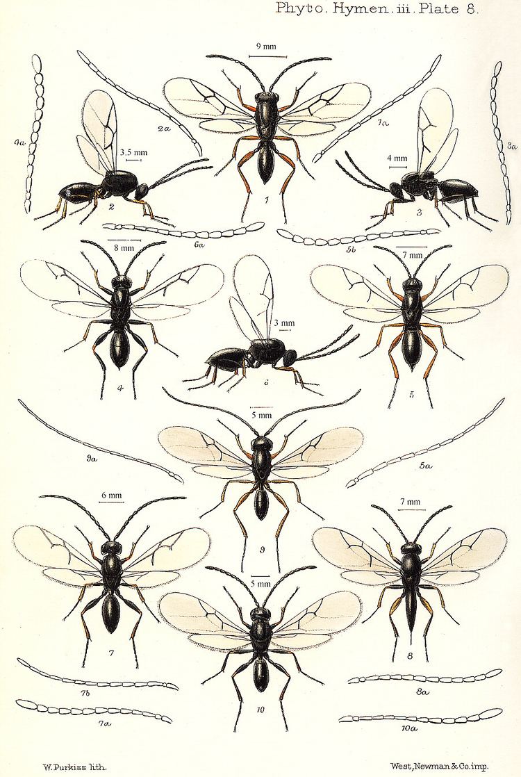 Figitidae Insects of Britain and Ireland Hymenoptera families Figitidae