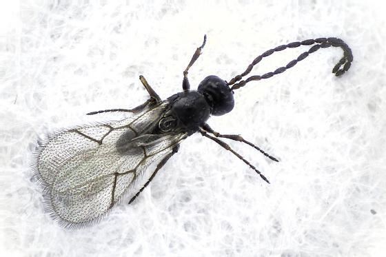 Figitidae Figitidae emerging from Ephydridae Hexacola neoscatellae