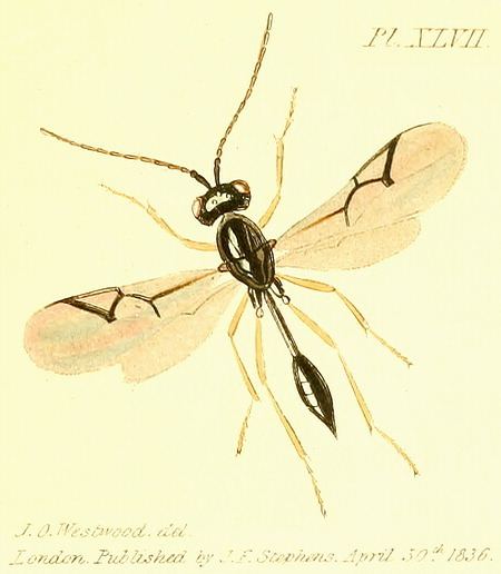 Figitidae Insects of Britain and Ireland Hymenoptera families Figitidae