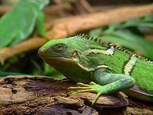 Fiji crested iguana httpsuploadwikimediaorgwikipediacommonsthu