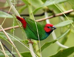 Fiji parrotfinch httpsuploadwikimediaorgwikipediacommonsthu