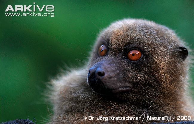 Fijian monkey-faced bat Fijian monkeyfaced bat photo Mirimiri acrodonta G93619 ARKive