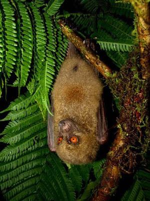 Fijian monkey-faced bat Species New to Science Mammalogy 2005 Mirimiri acrodonta