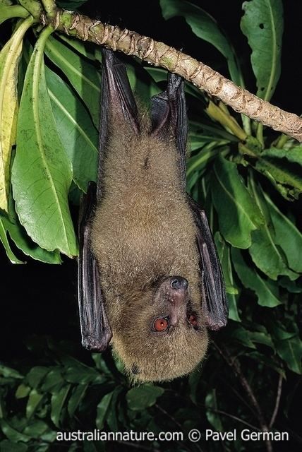 Fijian monkey-faced bat fijianmonkeyfacedbat wildlife images nature photography by