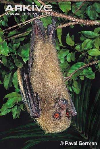 Fijian monkey-faced bat The Fijian Monkeyfaced bat is endemic to the island and is