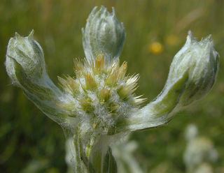 Filago (plant) Filago vulgaris Common Cudweed Discover Life