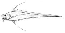 Filamentous rattail httpsuploadwikimediaorgwikipediacommonsthu