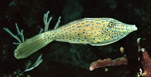 Filefish filefish fish Britannicacom