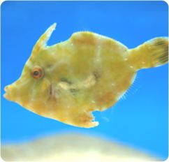 Filefish Aiptasia Eating Filefish REEF SAFE Reef Central Online Community