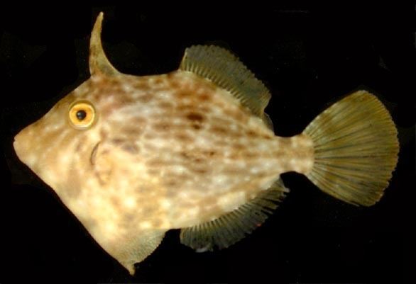 Filefish httpsuploadwikimediaorgwikipediacommons33