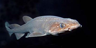 Filetail catshark Fish Index Filetail Catshark Parmaturus xaniurus
