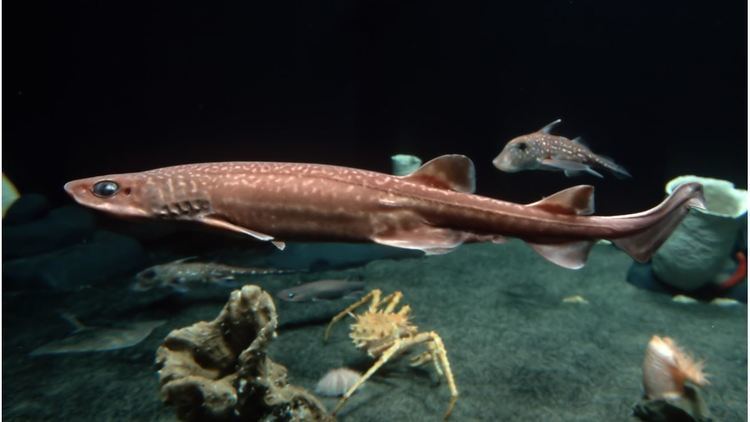 Filetail catshark Filetail catshark Deep Sea Fishes Parmaturus xaniurus at the
