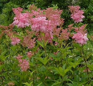 Filipendula rubra Filipendula rubra 39Venusta39