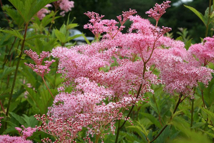 Filipendula rubra Cotton candy Filipendula rubra 39Venusta39 Ellis Hollow