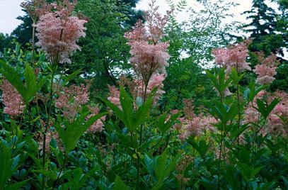 Filipendula rubra Filipendula rubra 39Venusta39 meadowsweet 39Venusta39RHS Gardening